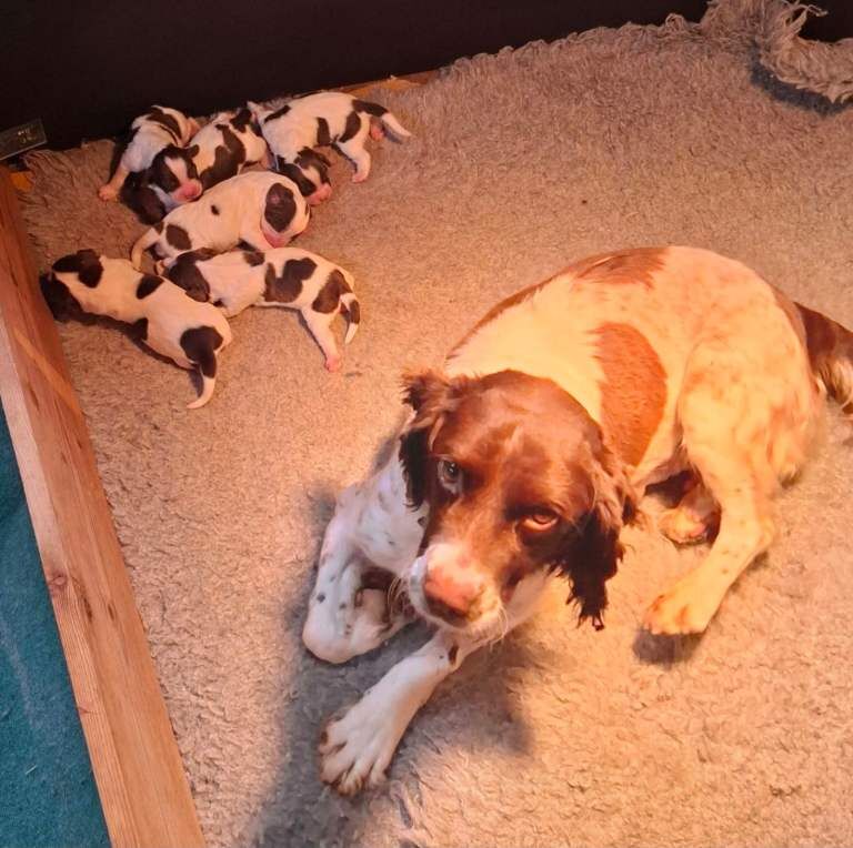 English springer spaniel puppies - Image 2 of 3