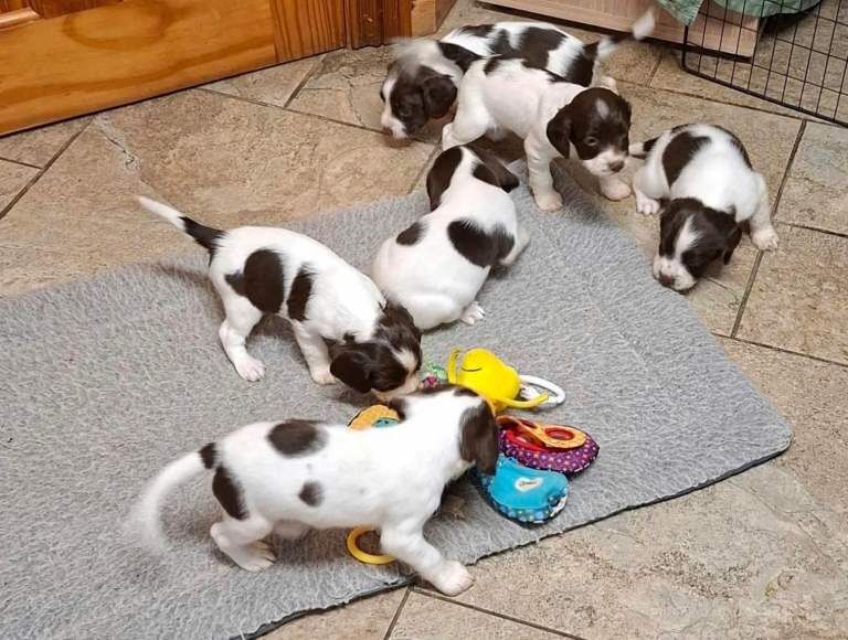 English springer spaniel puppies - Image 3 of 3