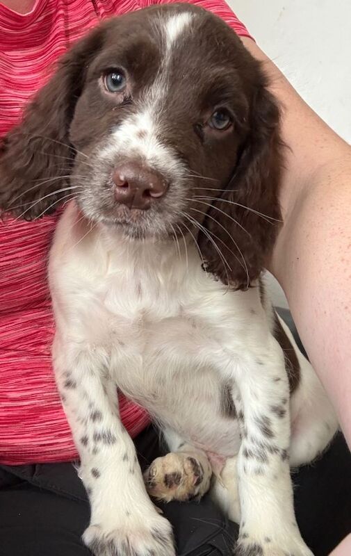English springer spaniel puppies