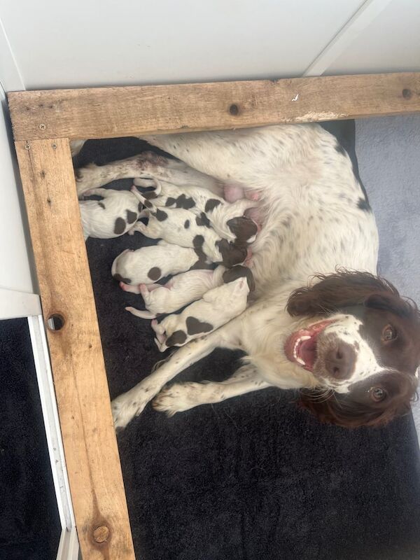 Springer Spaniel puppies for sale in Lincoln, Lincolnshire – KC registered, 4 weeks old