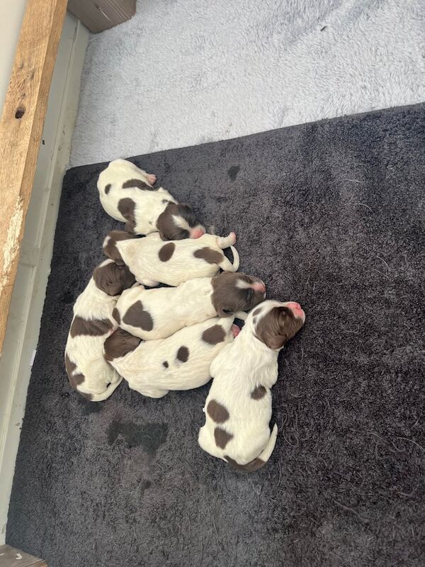 Springer Spaniel puppies for sale in Lincoln, Lincolnshire – KC registered, 4 weeks old - Image 2 of 3