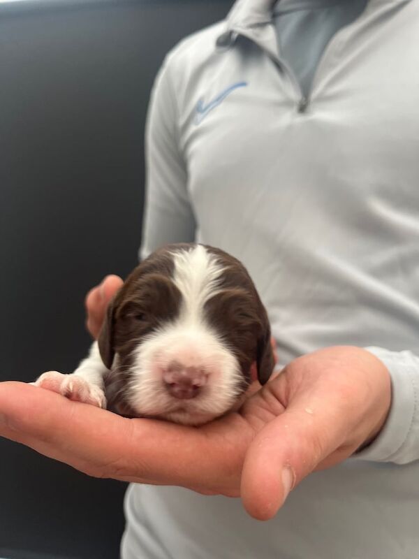Springer Spaniel puppies for sale in Lincoln, Lincolnshire – KC registered, 4 weeks old - Image 3 of 3