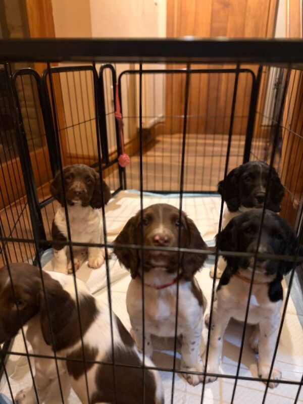 Kennel Club Registered Springer Spaniel Puppies For Sale