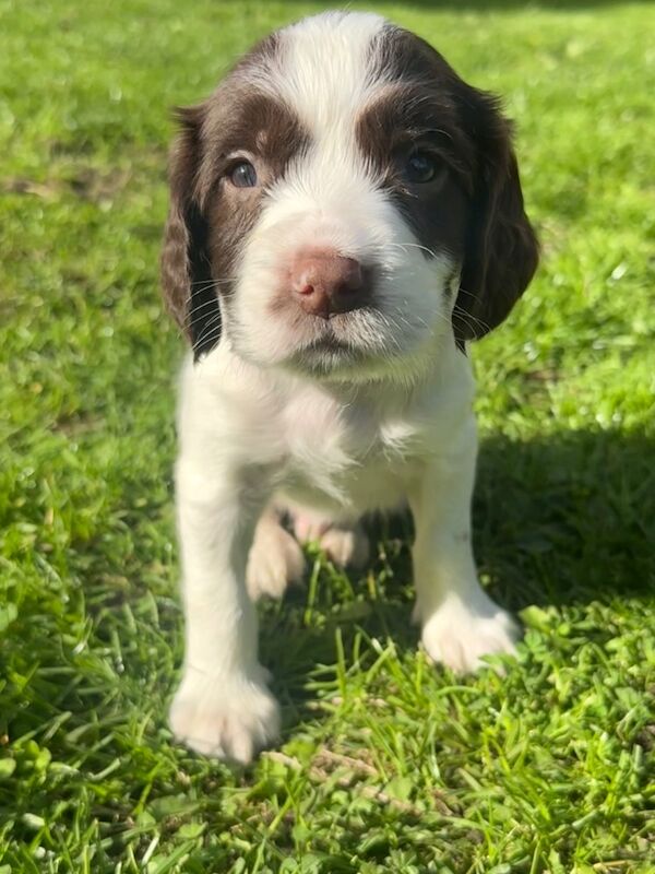 Springer Spaniel puppies for sale in Clutton, Somerset – KC registered, 6 weeks old