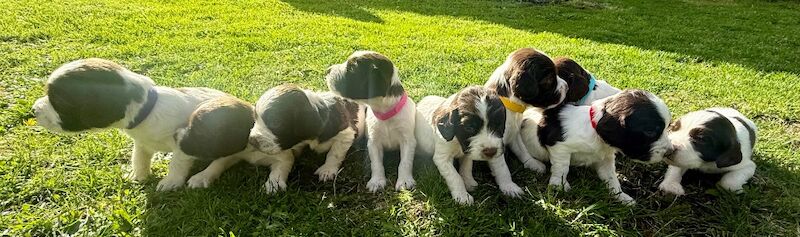 Springer Spaniel puppies for sale in Clutton, Somerset – KC registered, 6 weeks old - Image 2 of 10