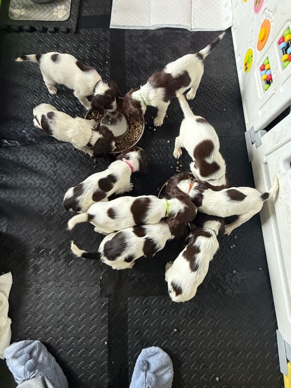 Springer Spaniel puppies for sale in Clutton, Somerset – KC registered, 6 weeks old - Image 3 of 10