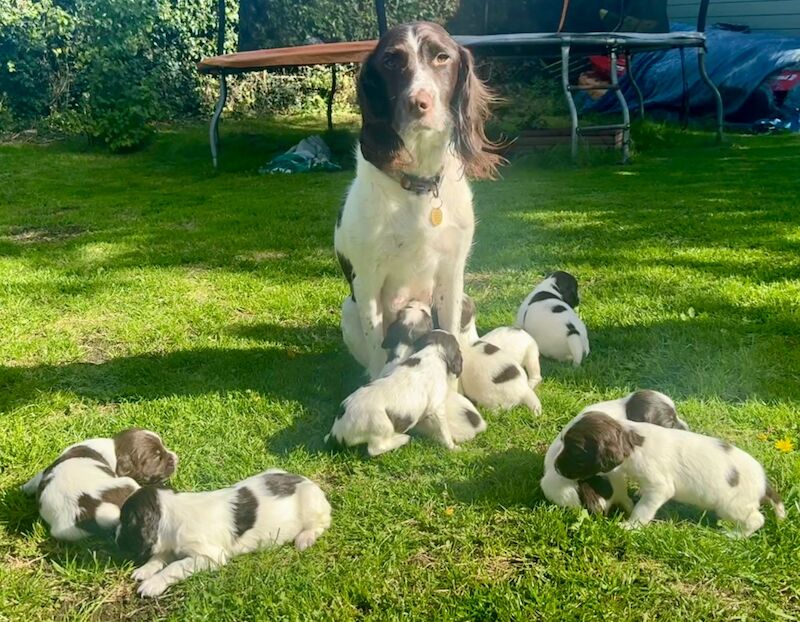 Springer Spaniel puppies for sale in Clutton, Somerset – KC registered, 6 weeks old - Image 4 of 10