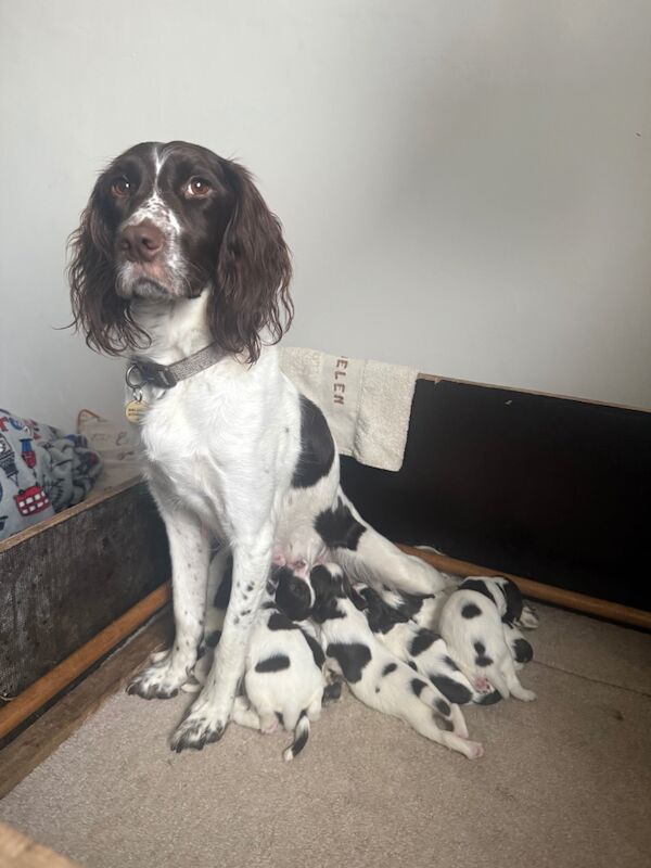 Springer Spaniel puppies for sale in Clutton, Somerset – KC registered, 6 weeks old - Image 5 of 10