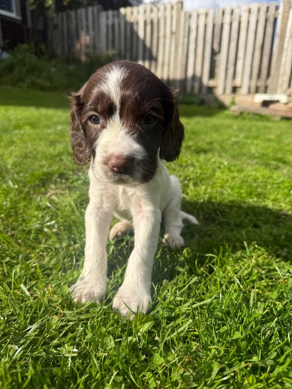 Springer Spaniel puppies for sale in Clutton, Somerset – KC registered, 6 weeks old - Image 6 of 10