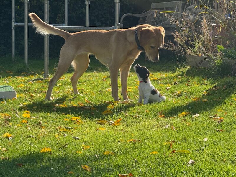 Springer Spaniel puppies for sale in Clutton, Somerset – KC registered, 6 weeks old - Image 7 of 10
