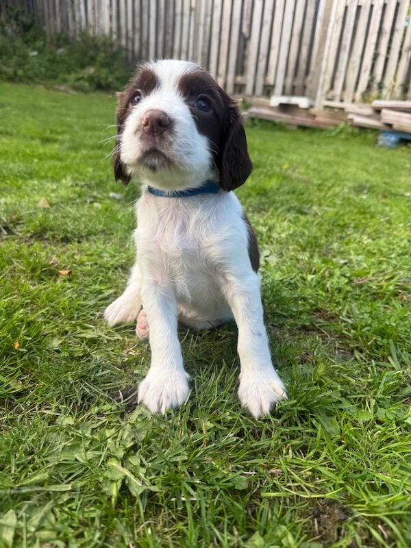 Springer Spaniel puppies for sale in Clutton, Somerset – KC registered, 6 weeks old - Image 8 of 10