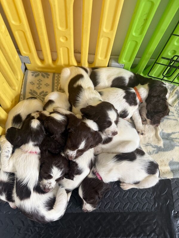 Springer Spaniel puppies for sale in Clutton, Somerset – KC registered, 6 weeks old - Image 10 of 10