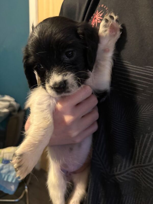 Springer Spaniel puppies for sale in Stenhouse, Edinburgh – 6 weeks old - Image 2 of 5