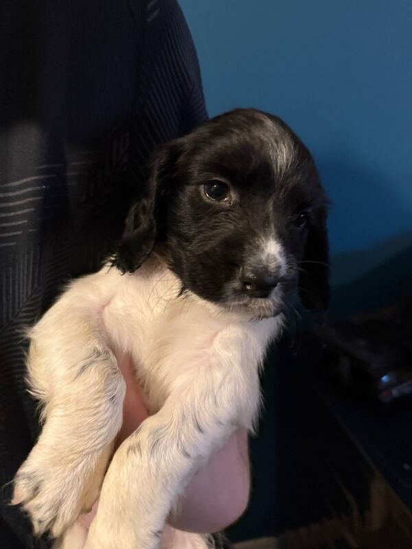 Springer Spaniel puppies for sale in Stenhouse, Edinburgh – 6 weeks old - Image 4 of 5