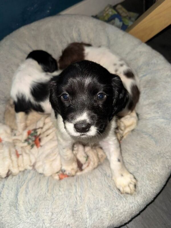 Springer Spaniel puppies for sale in Stenhouse, Edinburgh – 6 weeks old - Image 5 of 5