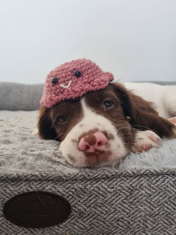 Springer Spaniel puppies for sale in Halifax, West Yorkshire – 9 weeks old