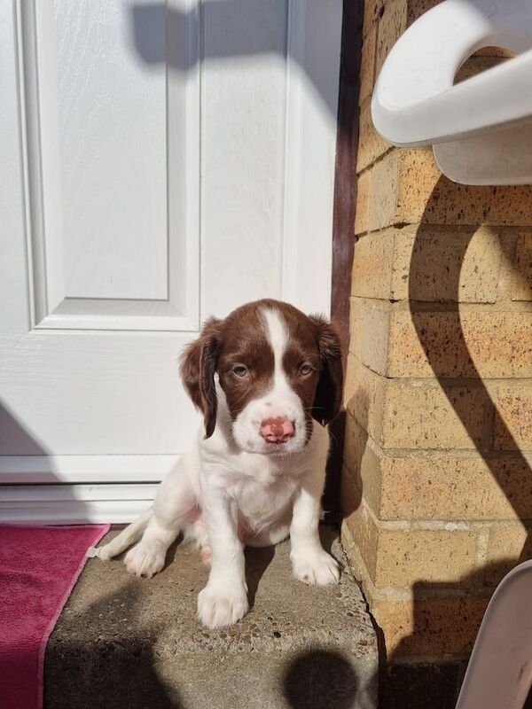 Springer Spaniel puppies for sale in Halifax, West Yorkshire – 9 weeks old - Image 2 of 3