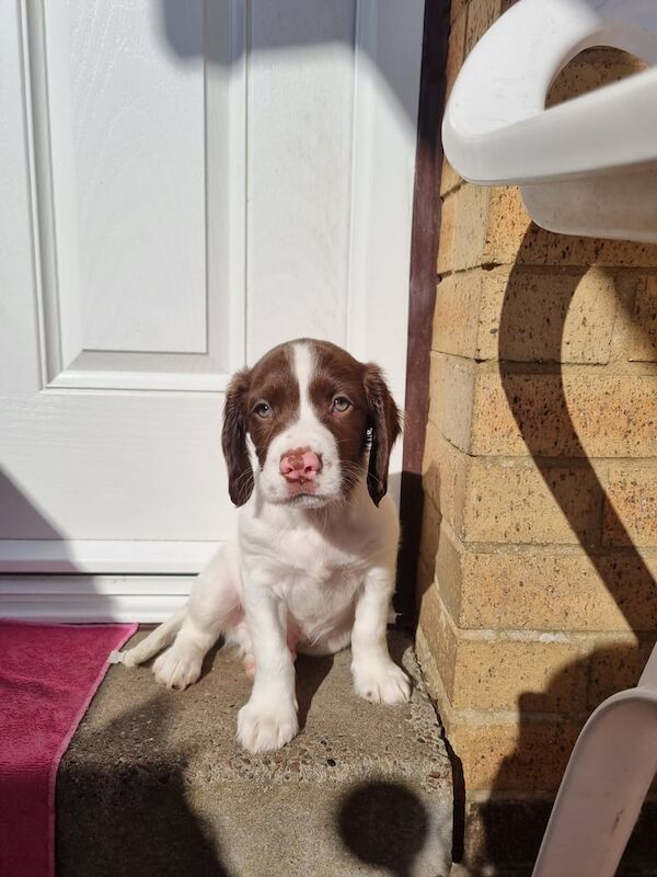 Springer Spaniel puppies for sale in Halifax, West Yorkshire – 9 weeks old - Image 3 of 3