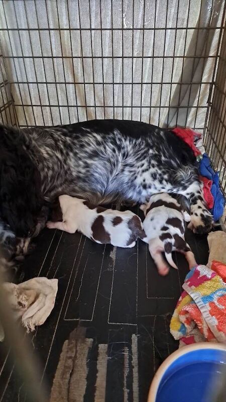 English springer spaniel puppy - Image 3 of 3