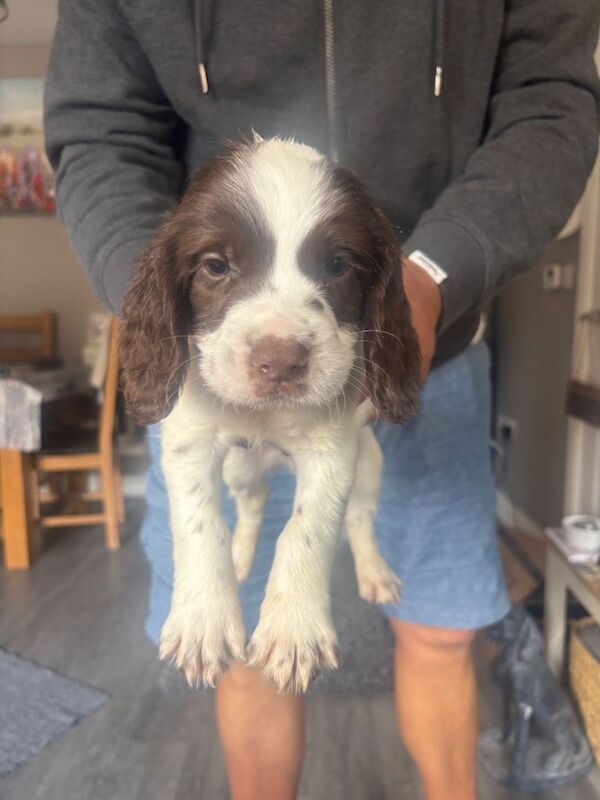 Kennel Club Registered Springer Spaniel Puppies For Sale