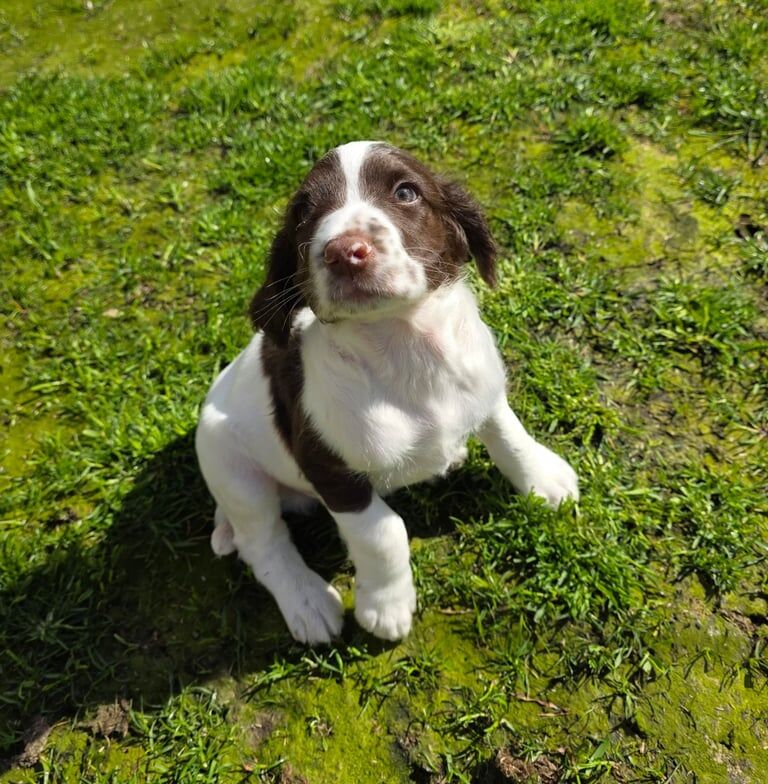 English Springer Spaniel puppy for sale in Innerleithen, Tweeddale - Image 2