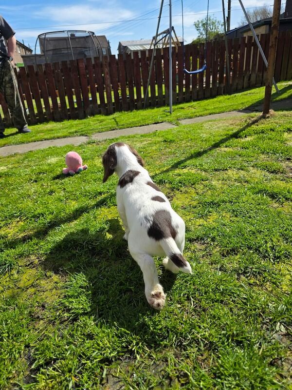 English Springer Spaniel puppy for sale in Innerleithen, Tweeddale - Image 3
