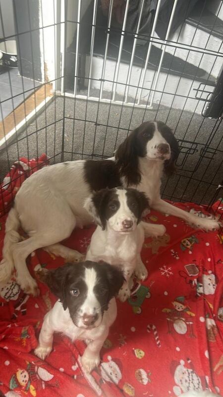 Springer Spaniel Puppies For Sale