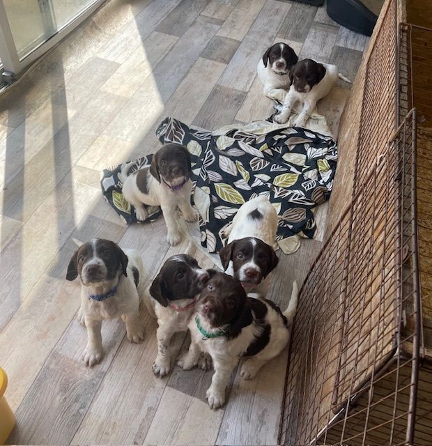 Springer Spaniel puppies for sale in Perth, Perth and Kinross – KC registered, 5 weeks old