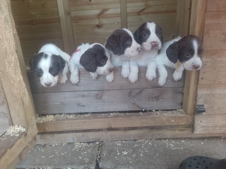 Springer Spaniel puppies for sale in Stainforth, South Yorkshire – 5 weeks old