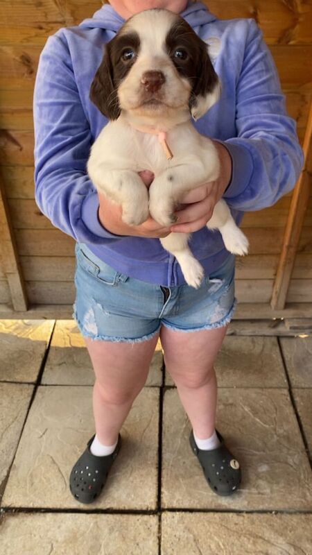 Springer Spaniel puppies for sale in Stainforth, South Yorkshire – 5 weeks old - Image 2 of 3