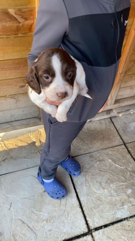 Springer Spaniel puppies for sale in Stainforth, South Yorkshire – 5 weeks old - Image 3 of 3