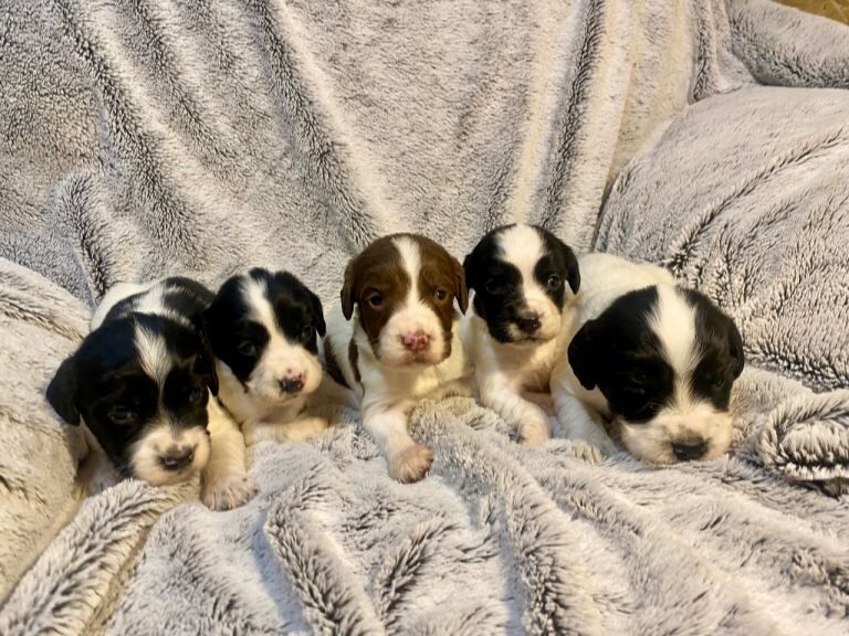 Springer Spaniel puppies for sale in North Motherwell, Lanarkshire – 4 weeks old - Image 2 of 4