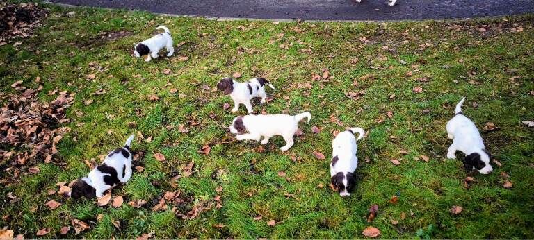 English Springer Spaniel Pups