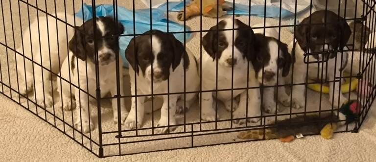 English Springer Spaniel Pups - Image 3 of 3