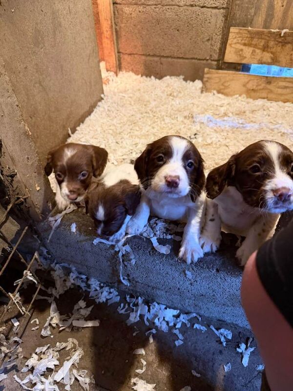 Springer Spaniel Puppies For Sale