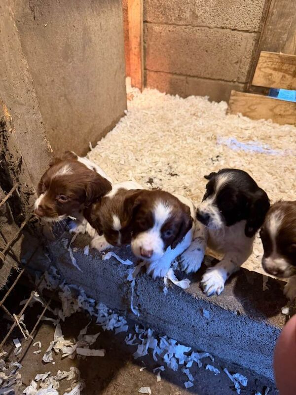 English springer spaniel pups - Image 2 of 4