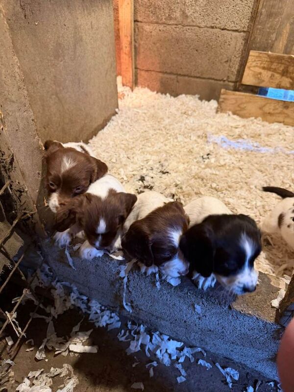 English springer spaniel pups - Image 3 of 4
