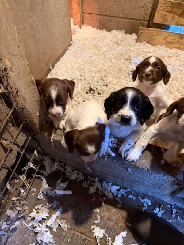 English springer spaniel pups - Image 4 of 4