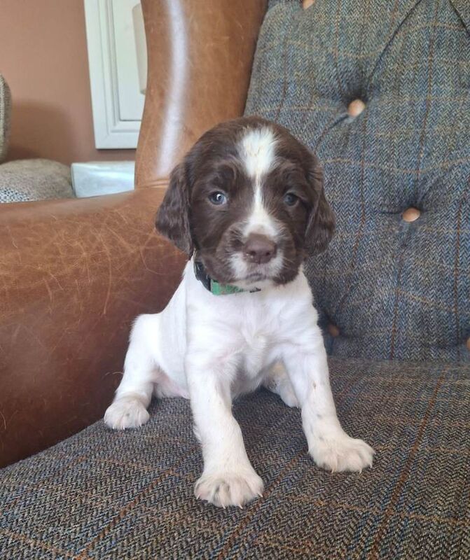 English springer spaniel pups