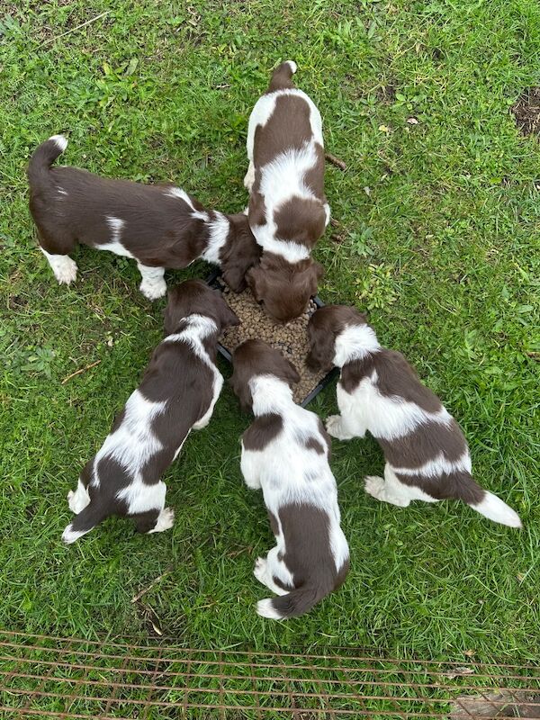 Springer Spaniel puppies for sale in Snettisham, Norfolk – KC registered, 8 weeks old
