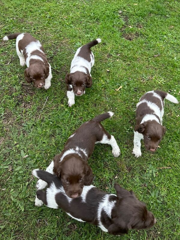 Springer Spaniel puppies for sale in Snettisham, Norfolk – KC registered, 8 weeks old - Image 2 of 4