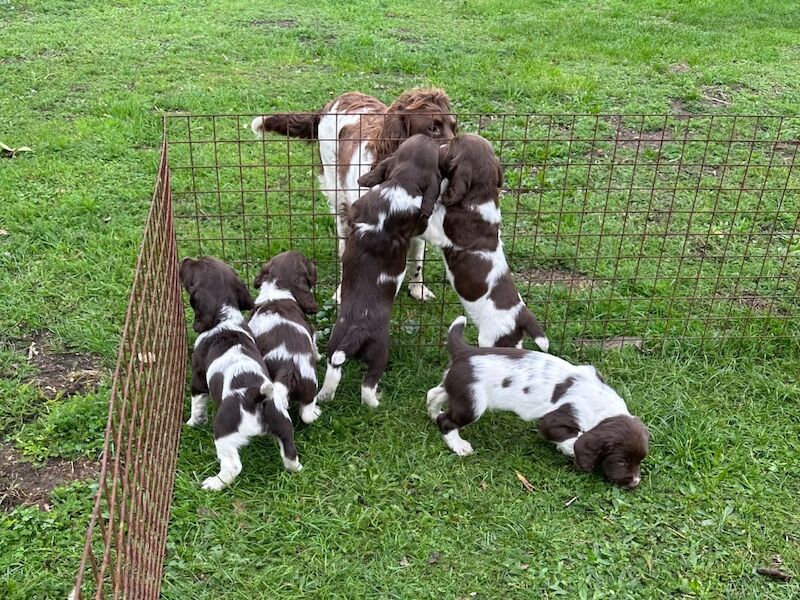 Springer Spaniel puppies for sale in Snettisham, Norfolk – KC registered, 8 weeks old - Image 3 of 4