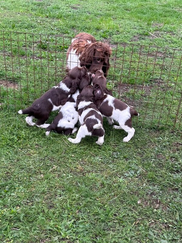 Springer Spaniel puppies for sale in Snettisham, Norfolk – KC registered, 8 weeks old - Image 4 of 4