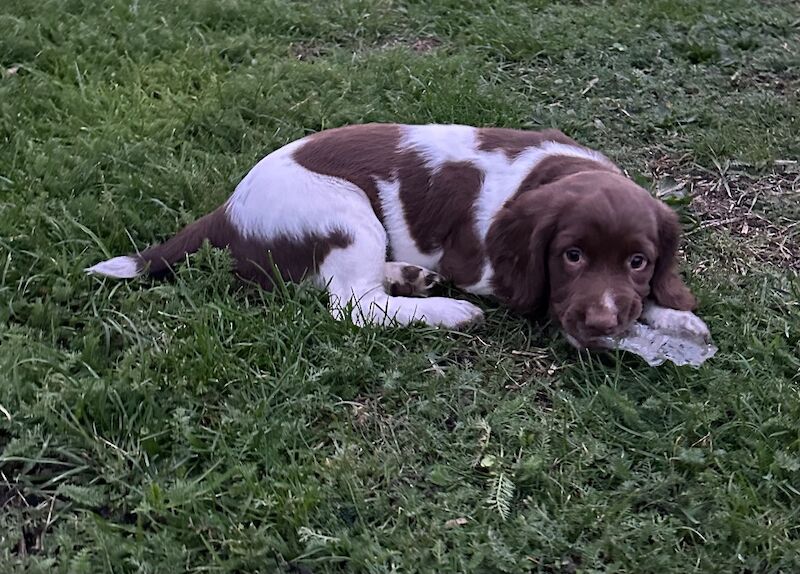 Springer Spaniel puppies for sale in Snettisham, Norfolk – KC registered, 9 weeks old