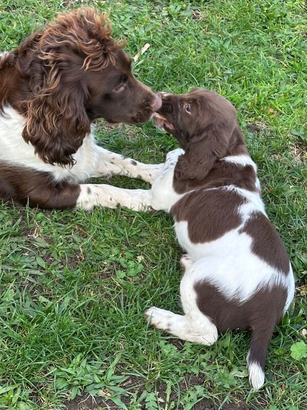 Springer Spaniel puppies for sale in Snettisham, Norfolk – KC registered, 10 weeks old