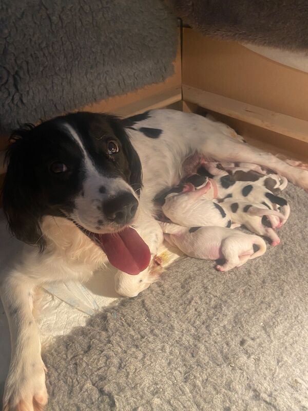 Springer Spaniel Puppies For Sale