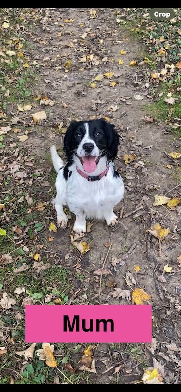 English Springer Spaniels - Image 3 of 15