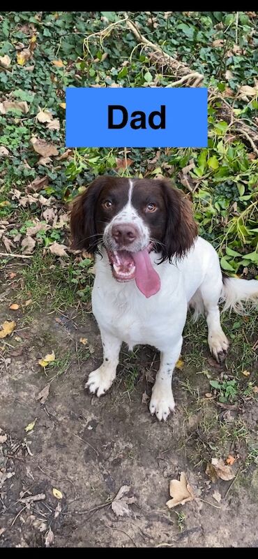 English Springer Spaniels - Image 4 of 15