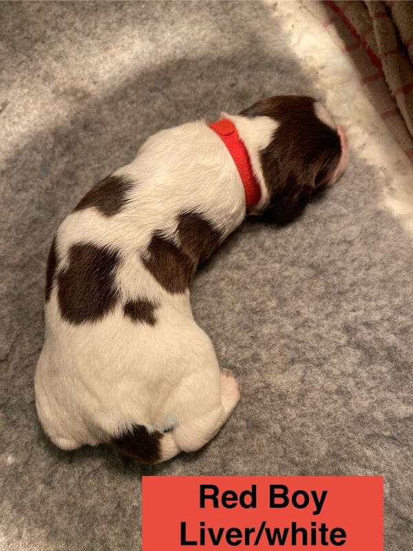 English Springer Spaniels - Image 5 of 15