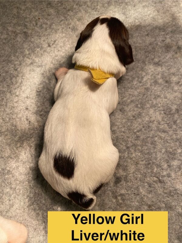 English Springer Spaniels - Image 6 of 15